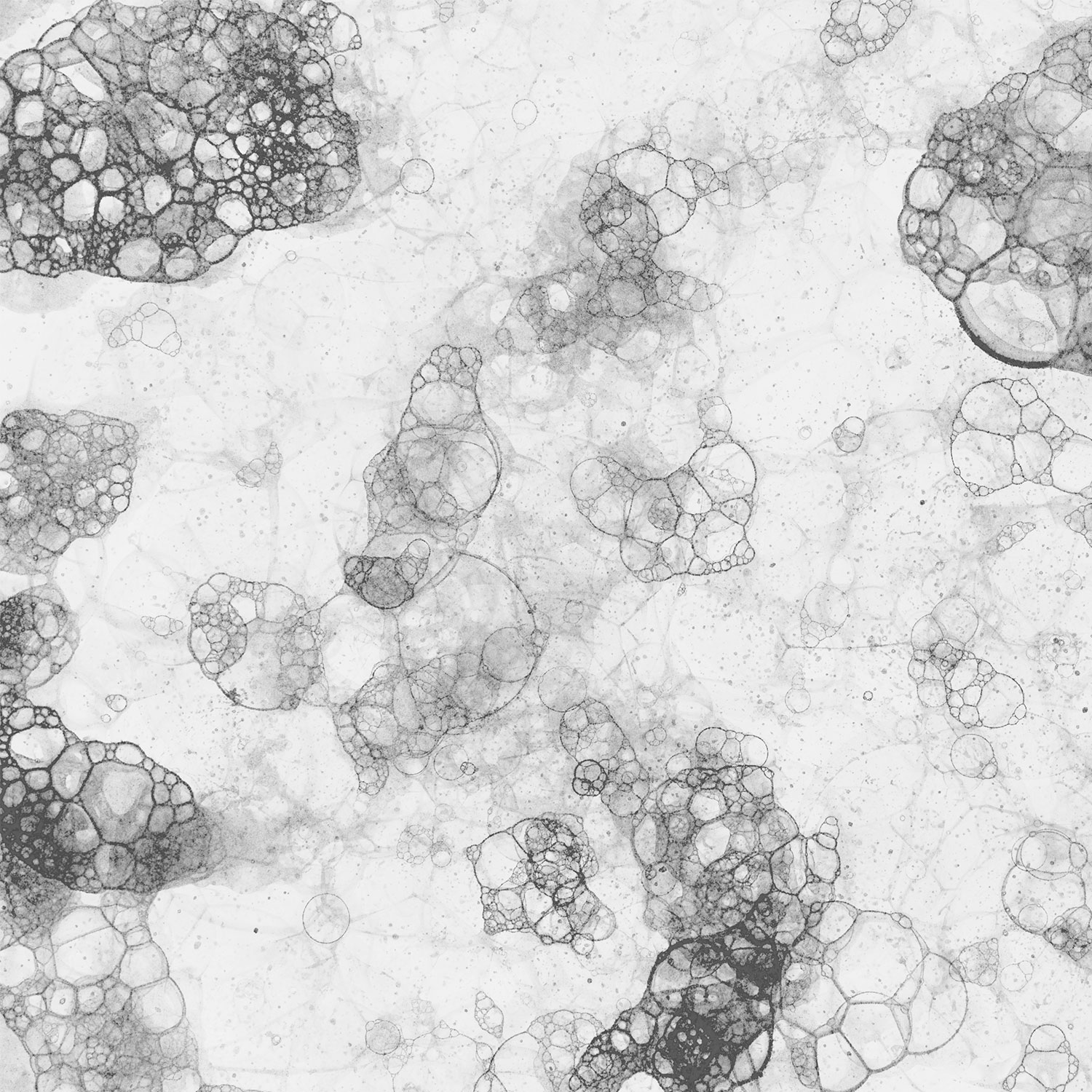 Πρόληψη και αφαίρεση μούχλας στον νεροχύτη σας: Ουσιώδεις συμβουλές για μια καθαρή και υγιεινή κουζίνα